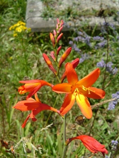 Fritillaria mel - řebčík 8ks